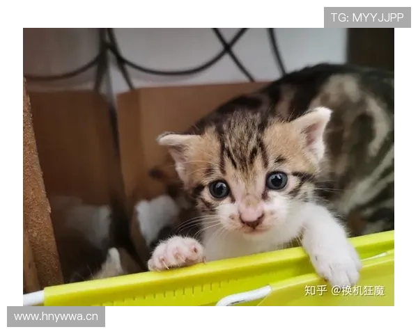 施洋这生活真让人眼红，场上拼劲十足，私底下居然是养猫狂魔？