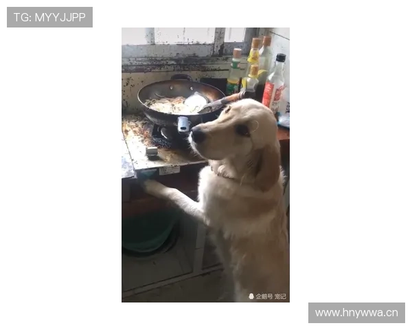 高磊家的狗都吃进口牛肉了